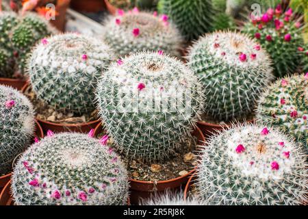 Closeup di cactus fiorente, fondo di cactus, piante grasse, varietà di natura. Foto Stock