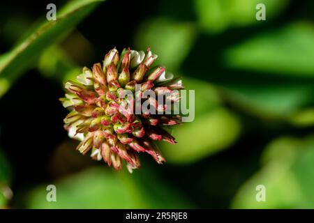 Un vivace primo piano di un trifoglio di fragola (Trifolium fragiferum) Foto Stock