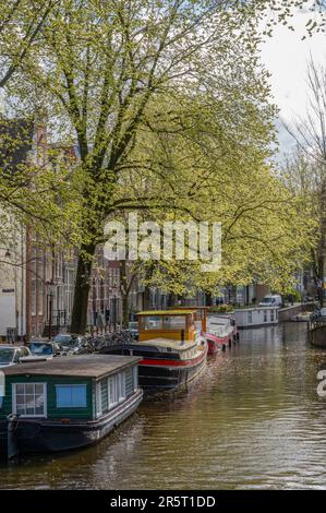 Olanda, Amsterdam, centro città, quartiere Raamgracht Foto Stock