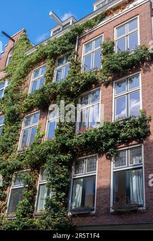 Olanda, Amsterdam, centro città, quartiere Jordaan, casa Foto Stock