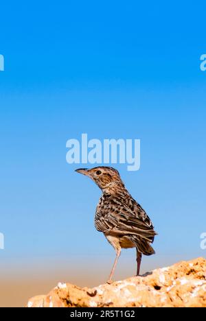 Kenya, Parco Nazionale di Tsavo Est, larice dalle ali rosse (ipermetria Mirafra) su una roccia Foto Stock