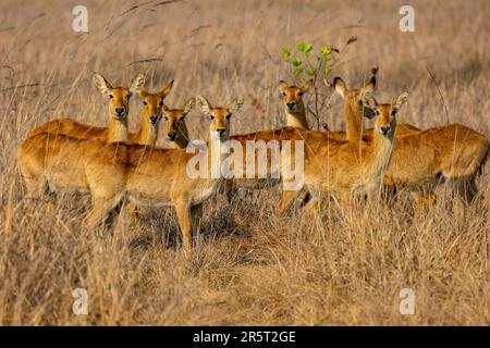 Zambia, Parco nazionale di Kafue, Puku, (Kobus vardonii), Gruppo Foto Stock