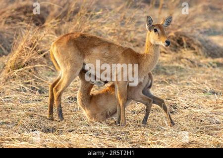 Zambia, Parco nazionale di Kafue, Puku, (Kobus vardonii), femmina che munge un bambino Foto Stock