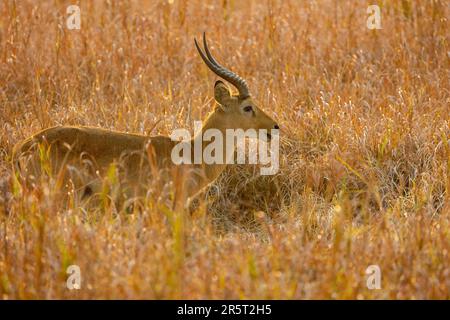 Zambia, Parco nazionale di Kafue, Puku, (Kobus vardonii), maschio Foto Stock