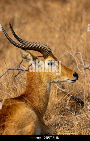 Zambia, Parco nazionale di Kafue, Puku, (Kobus vardonii), maschio Foto Stock