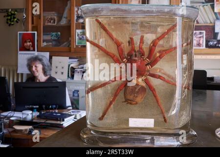 Francia, Parigi, Museo Nazionale di storia naturale, laboratorio di Arachnology, Christine Rollard, insegnante ricercatore araneologo, responsabile per la conservazione della collezione di ragni, Theraphosa blondi (Goliath birdeater o Goliath tarantula, una delle più grandi specie di ragno migalomorfo conosciute con apertura alare di 30 cm Foto Stock