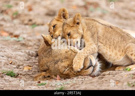 Zambia, Parco nazionale di Luangwa Sud, Lionessa con bambini Foto Stock