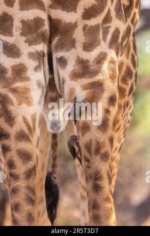 Zambia, South Luangwa Natioinal Park, giraffa rodesiana (Giraffa camelopardalis thornicrofti), più comunemente nota come giraffa di Thornicroft, endemica dello Zambia, South Luangwa, primo piano con il becco rosso (Buphagus erythrorynchus) Foto Stock