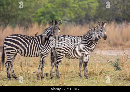 Zambia, Parco nazionale di Luangwa meridionale, zebra di Crawshay (Equus quagga crawshayi), sottospecie della zebra pianeggiante Foto Stock