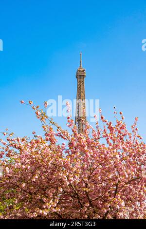 Francia, Parigi, Torre Eiffel e una fioritura di ciliegi in primavera Foto Stock