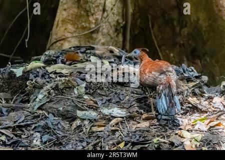 Malaysia, Borneo, Sabah, foresta primaria, Borneo Fireback (nobilis), Crested fireback (Lophura ignita nobilis), fagiano della foresta, femella adulta Foto Stock