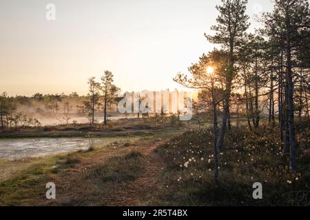 Piccoli pini in palude all'alba Foto Stock