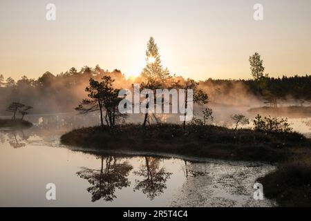 Sagome di piccoli alberi in un lago paludosi all'alba Foto Stock