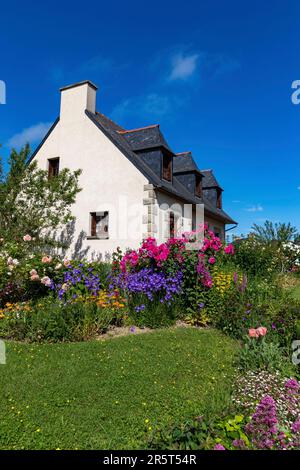 Francia, Cotes d'Armor, Lamballe-Armor, casa bretone con un giardino fiorito a Planguenoual Foto Stock