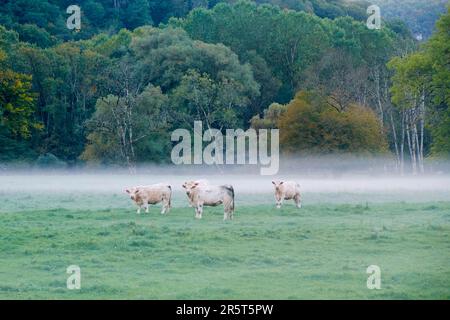 Francia, Doubs, Ornans, mandria di mucche sotto la nebbia nella valle di Loue Foto Stock