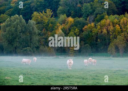 Francia, Doubs, Ornans, mandria di mucche sotto la nebbia nella valle di Loue Foto Stock