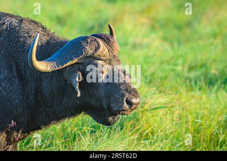 Sud Africa, Kwazulu Natal, Parco delle paludi iSimangaliso, Patrimonio dell'Umanità dell'UNESCO, Cape Vidal, Buffalo africano Foto Stock