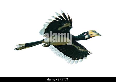 Ragazza Oriental Pied Hornbill volare a mezz'aria isolato su sfondo bianco Foto Stock