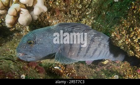 Wolffish incontri a St. Abbs Scozia Foto Stock