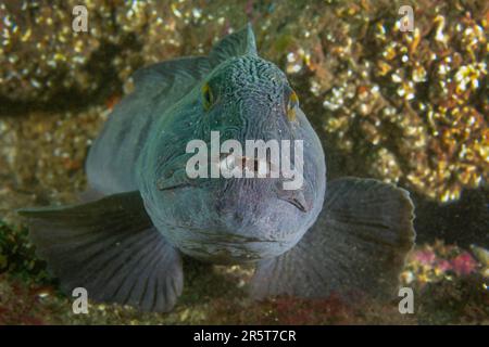 Wolffish incontri a St. Abbs Scozia Foto Stock