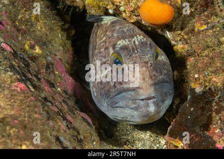 Wolffish incontri a St. Abbs Scozia Foto Stock