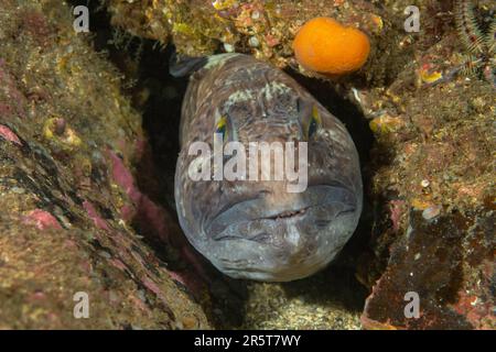 Wolffish incontri a St. Abbs Scozia Foto Stock