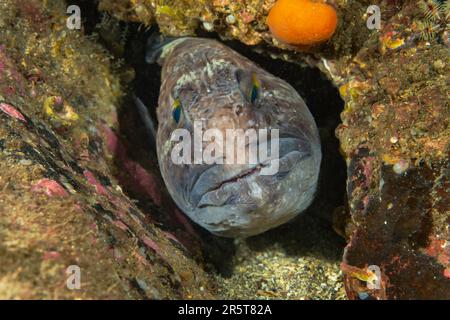 Wolffish incontri a St. Abbs Scozia Foto Stock