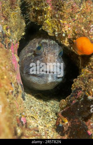 Wolffish incontri a St. Abbs Scozia Foto Stock