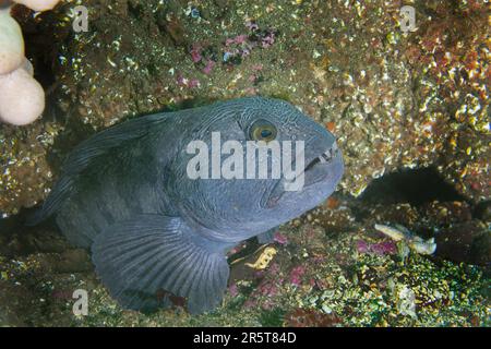 Wolffish incontri a St. Abbs Scozia Foto Stock