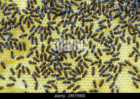 Colonia di api sul nido d'ape in apiario. Apicoltura in campagna. Molte api di lavoro sul nido d'ape, primo piano Foto Stock