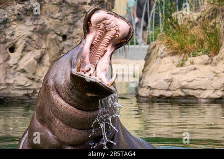 Un primo piano di un grande ippopotamo grigio in piedi in acqua con la bocca aperta con uno sfondo sfocato Foto Stock