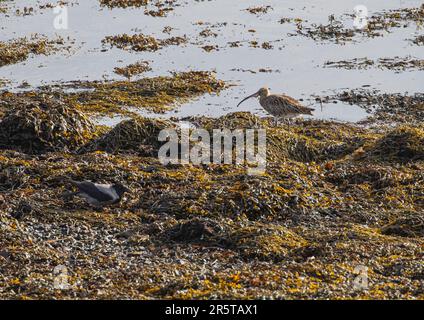 Un Curlew e un Crow con cappuccio che si nutrono tra le alghe dell'estuario a Clifden Bay, Connemara, Irlanda Foto Stock