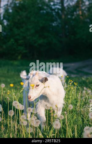 Un colpo verticale di una capra bianca che pascola in un lussureggiante prato erboso verde. Foto Stock