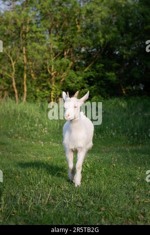 Un colpo verticale di una capra bianca che pascola in un lussureggiante prato erboso verde. Foto Stock