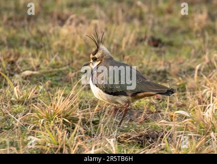 Un lapwing, Peewit o Plover (Vanellus vanellis) su un prato in inverno . Mostra il suo piumaggio colorato e la caratteristica cresta della testa. Suffolk, Regno Unito Foto Stock