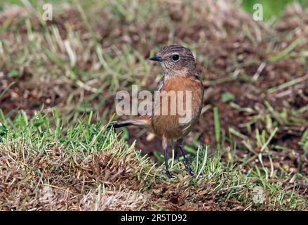 Stonechat comune (Saxicola torquatus) immaturo in piedi sul terreno Eccles-on-Sea, Norfolk, Regno Unito Settembre Foto Stock