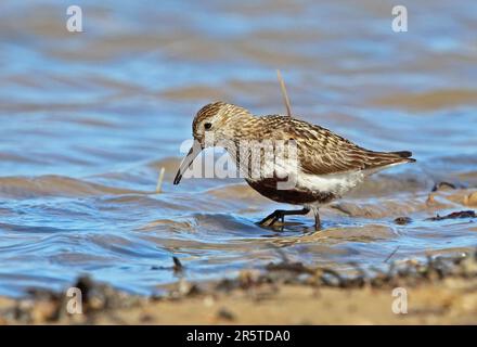 Dunlin (Calidris alpina) piumaggio estivo adulta nutrirsi nella baia poco profonda Eccles-on-Sea, Norfolk Luglio Foto Stock