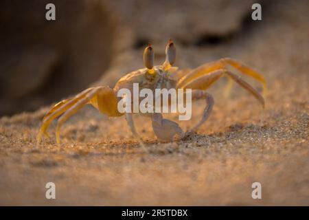 Vista ravvicinata di un granchio eremita che cammina lungo una spiaggia rocciosa Foto Stock