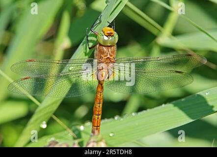 Norfolk Hawker (Aeshna isoscele) primo piano di un adulto aggrappato alla canna Eccles-on-Sea, Norfolk, Regno Unito Foto Stock