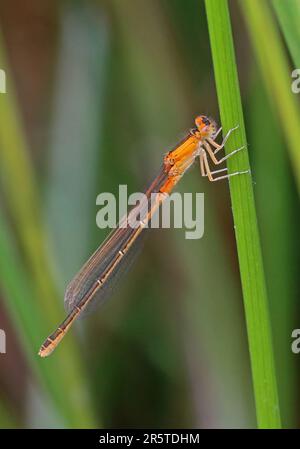 Scarna Damselfly dalla coda blu (Ischnura pumilio) femmina immatura, appena emersa Eccles-on-Sea, Norfolk, UK Maggio Foto Stock