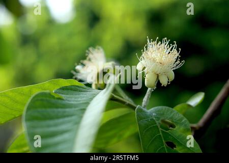 Guava fiore nel giardino primo piano. Messa a fuoco selettiva. guava fiori che sono fioriti. Foto Stock