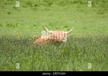 Highland Cow una razza scozzese di bestiame rustico seduto in erba Foto Stock