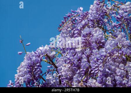 primo piano di glicine fiorito un bellissimo albero prolifico con fiori viola profumati in racemi pendenti con cielo blu sullo sfondo Foto Stock