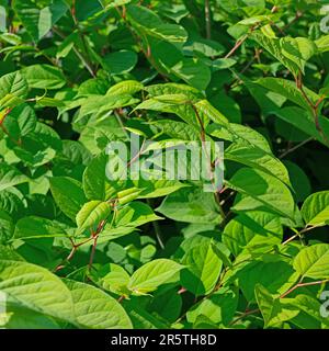 Foglie nodweed giapponesi in primavera Foto Stock