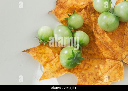 Pomodori ciliegini verdi su foglia gialla autunnale. Pomodori in autunno. Foglia di acero giallo e pomodori verdi. Foto Stock