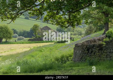 Campagna di Baildon. Un paesaggio dello Yorkshire in primavera, che mostra le campanelle, un muro di pietra a secco, terreni da pascolo e un vecchio edificio agricolo. Foto Stock