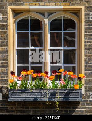 Una bella vista di un cestino finestra con fiori al Middle Temple nella City di Londra, Regno Unito. Foto Stock