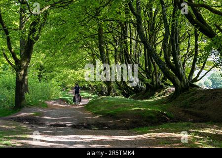 Un ciclista attraversa un viale di alberi lungo il sentiero collinare Quantock Ridgeway lungo la collina Quantocks del Somerset. Foto Stock