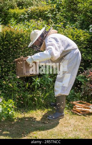 Un apicoltore indossa una tuta protettiva mentre raccoglie uno sciame di api da miele dalla loro posizione in una siepe da giardino, Regno Unito Foto Stock
