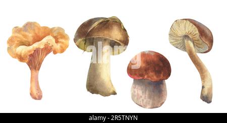 Set di illustrazioni acquerello funghi. Fungo Boletus, Chanterelle, grande fungo bianco, cucina gourmet vegetariana, illustrazione isolata Foto Stock